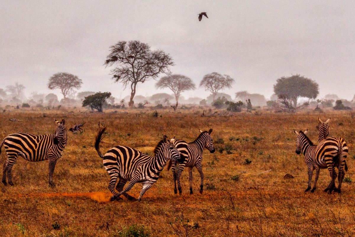 5 Days Kenya Safari Tour- Tsavo East National Park
