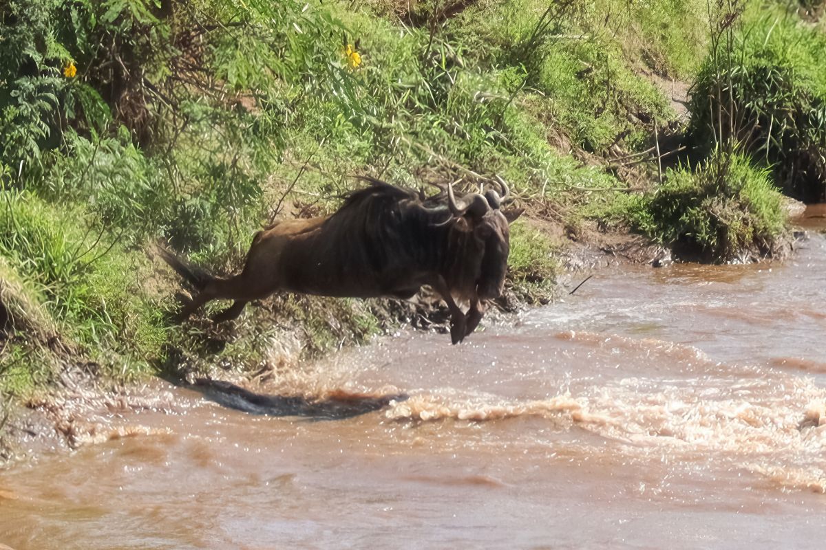 5 Days Kenya Wildlife Safari Package