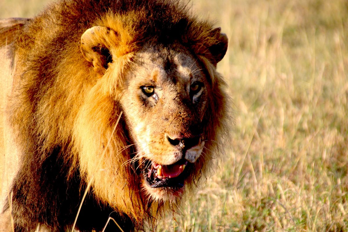 3 Days Maasai Mara Game Reserve Safari Package