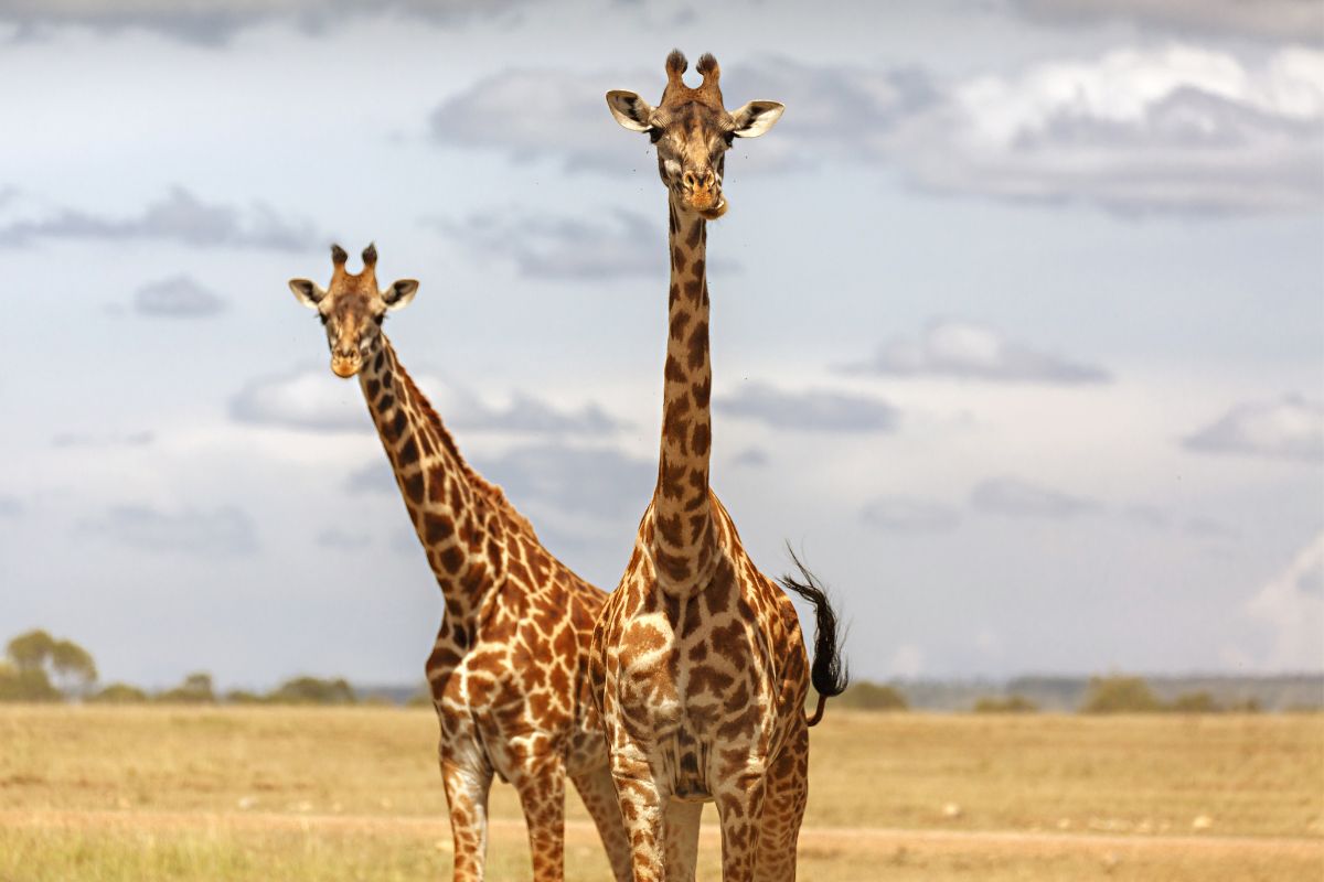 5 Days Kenya Wildlife Safari Package