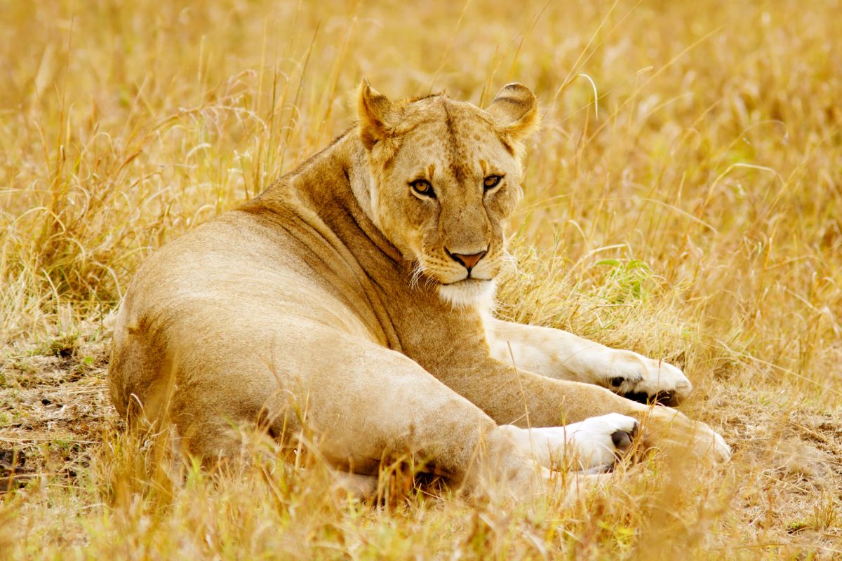 5 Days Kenya Wildlife Safari Package