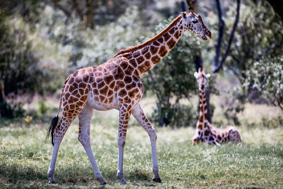 5 Days Kenya Wildlife Safari Package- Lake Nakuru National Park