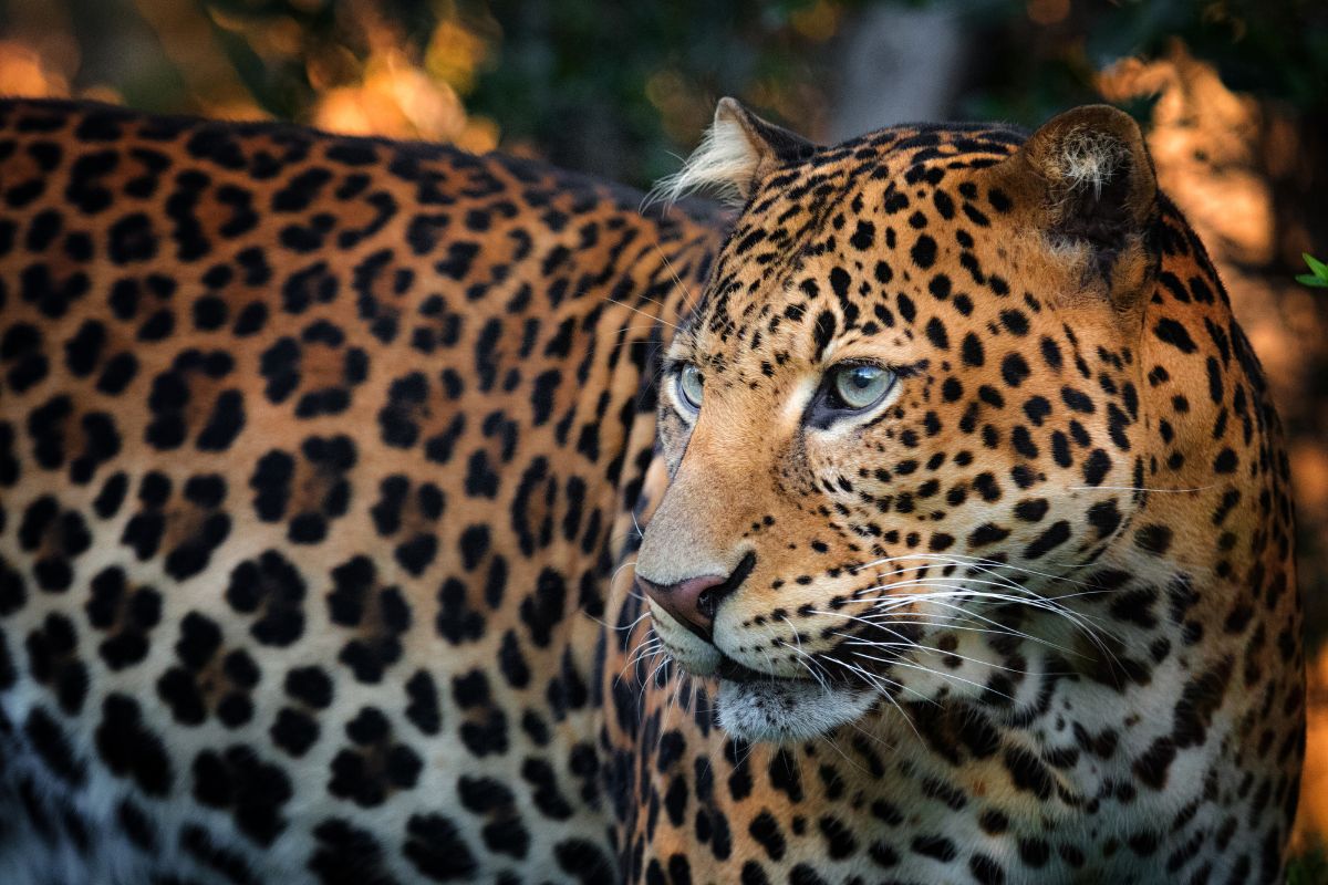 9 Days Kenya Safari and Diani Beach Holiday Package​