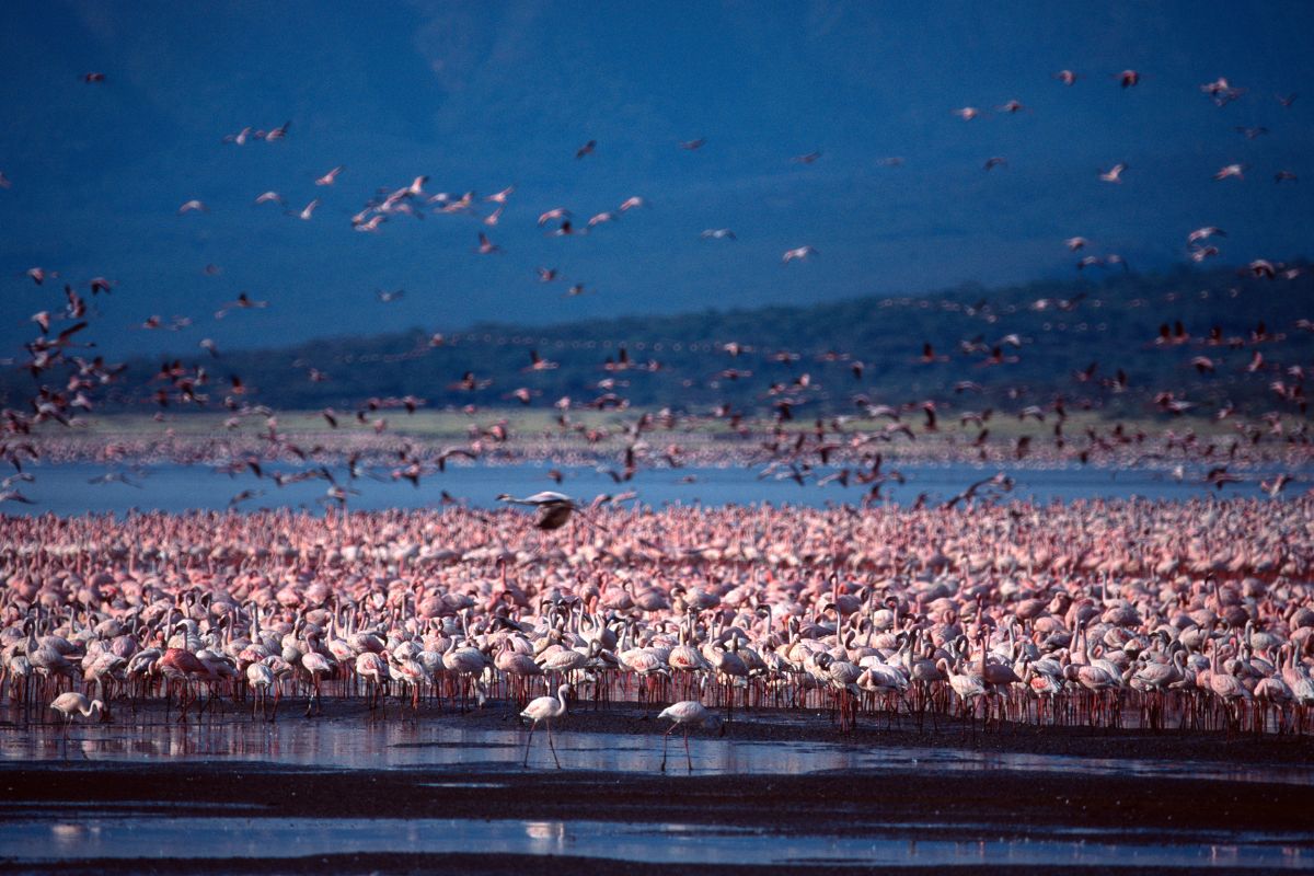 Sparwild-Flamingos & Birdlife – Lake Nakuru