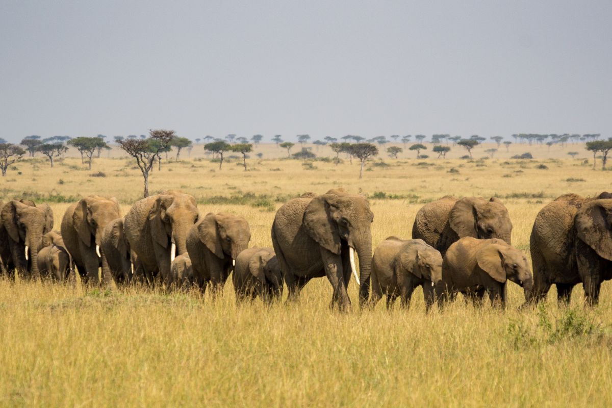 Sparwild-Best Safari Tour Operator in Kenya