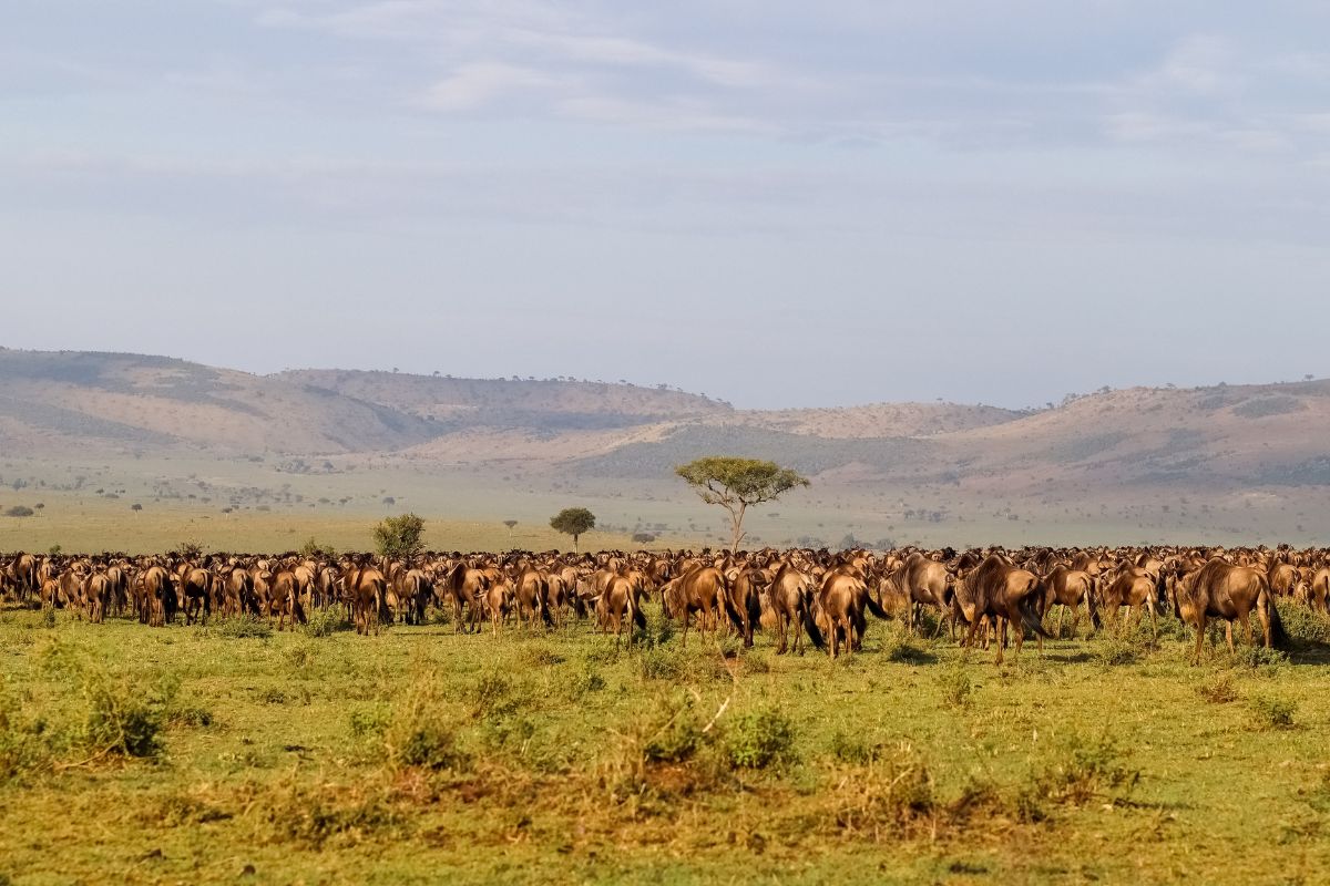 Maasai Mara Great Migration safari operator in Kenya