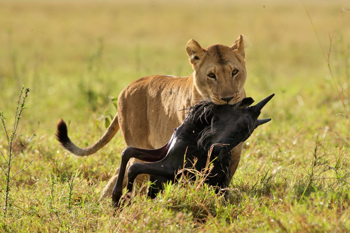 Sparwild-Female Lion with prey
