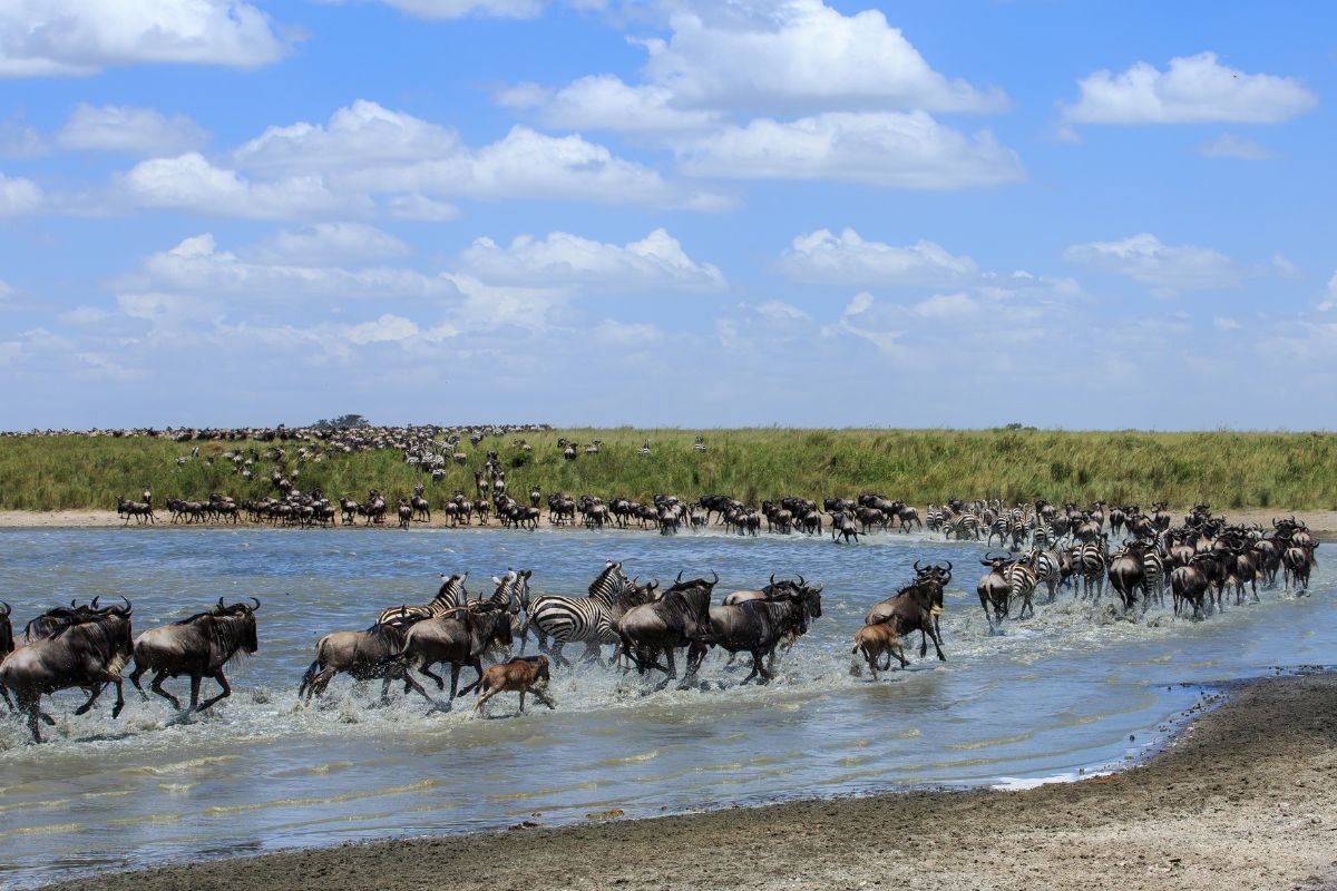 Sparwild-The Great Migration – Wildebeest Crossing