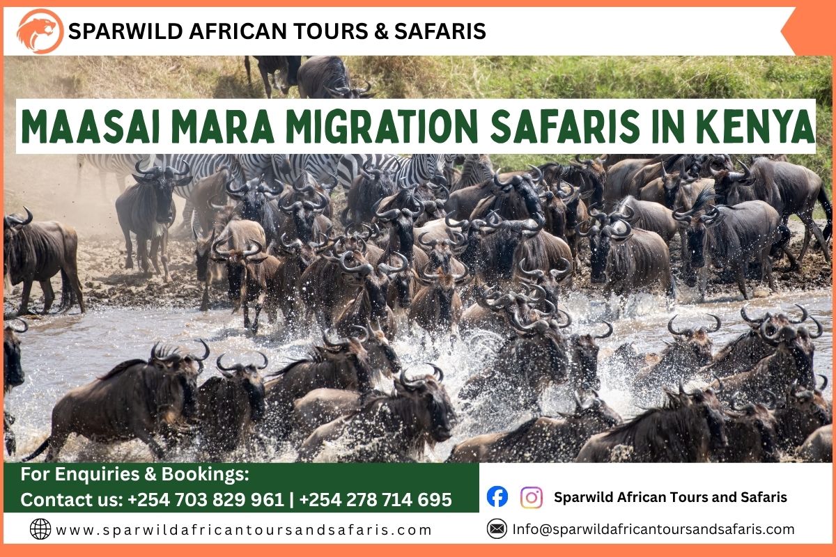 Maasai Mara Great Migration safari operator in Kenya- Sparwild African Tours and Safaris