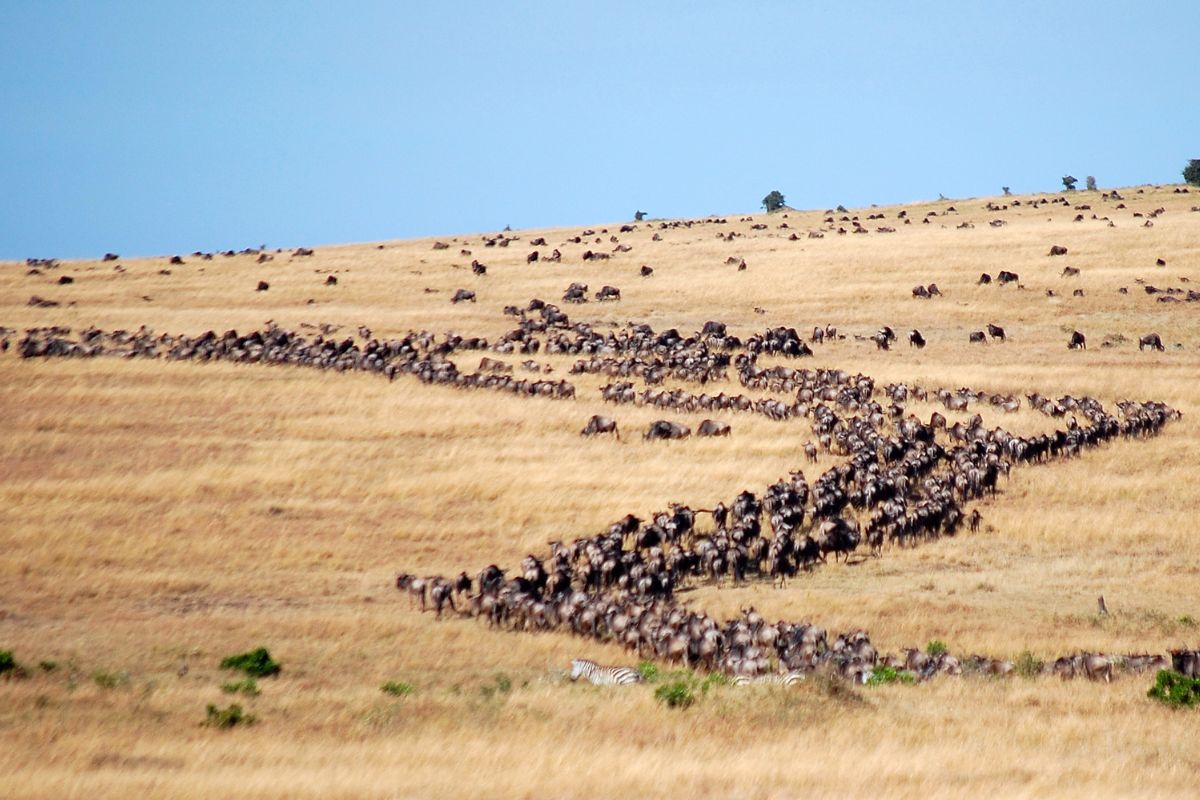 Maasai Mara Great Migration safari operator in Kenya