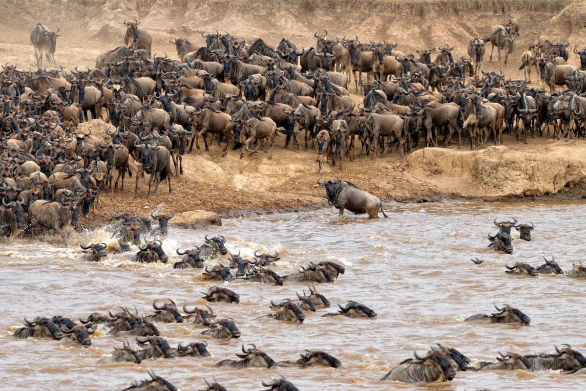 Maasai Mara Great Migration safari operator in Kenya