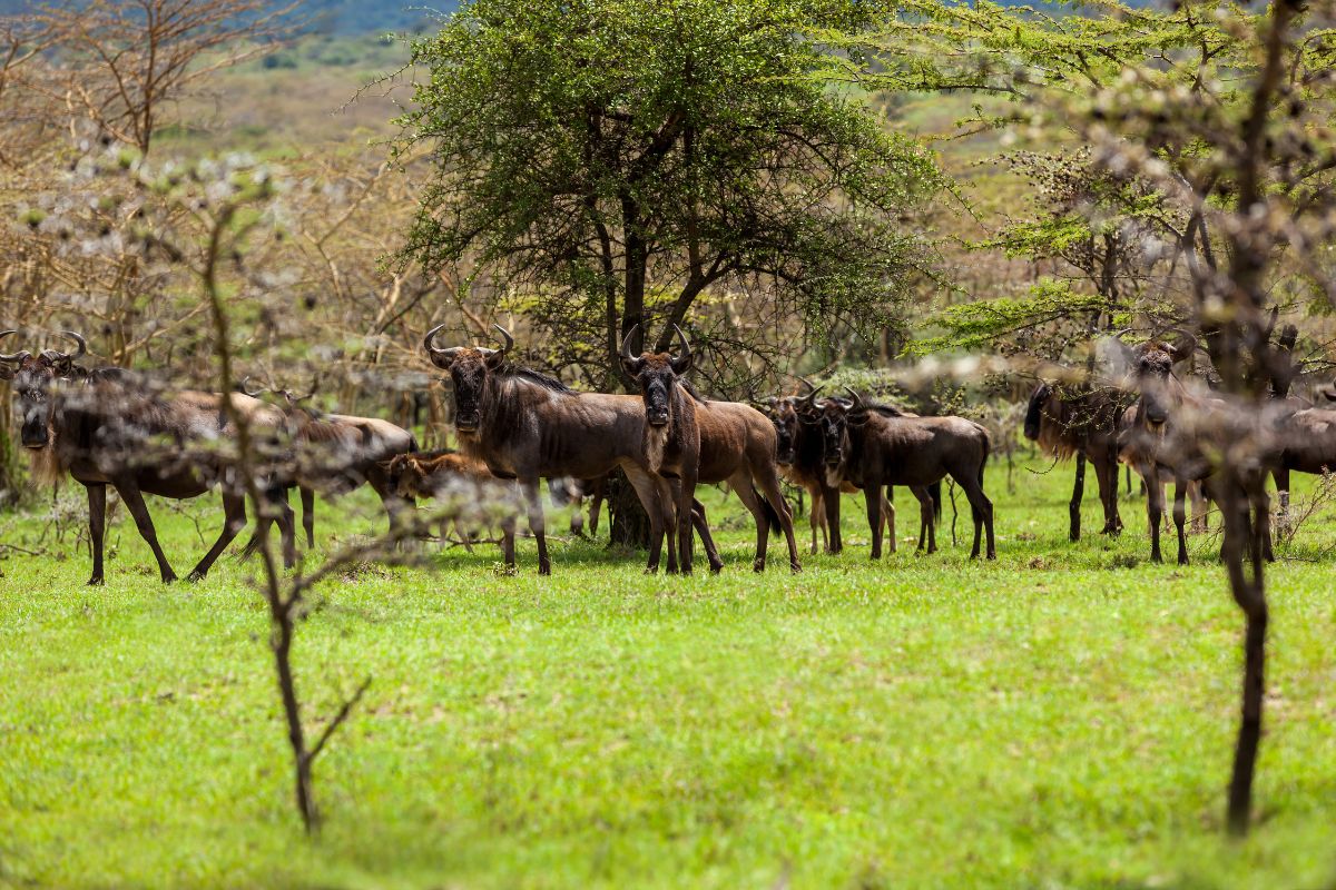 maasai mara great migration safari operator in kenya