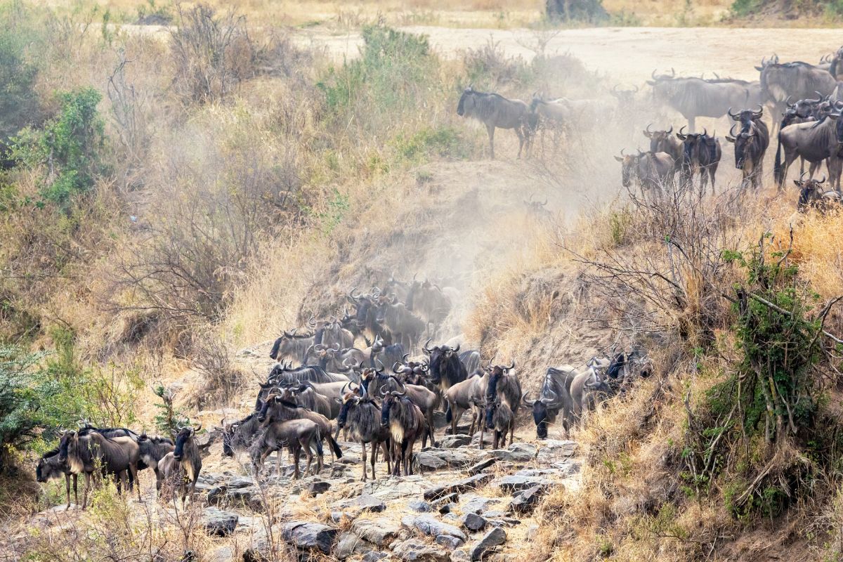 Maasai Mara Great Migration safari operator in Kenya- Sparwild African Tours and Safaris
