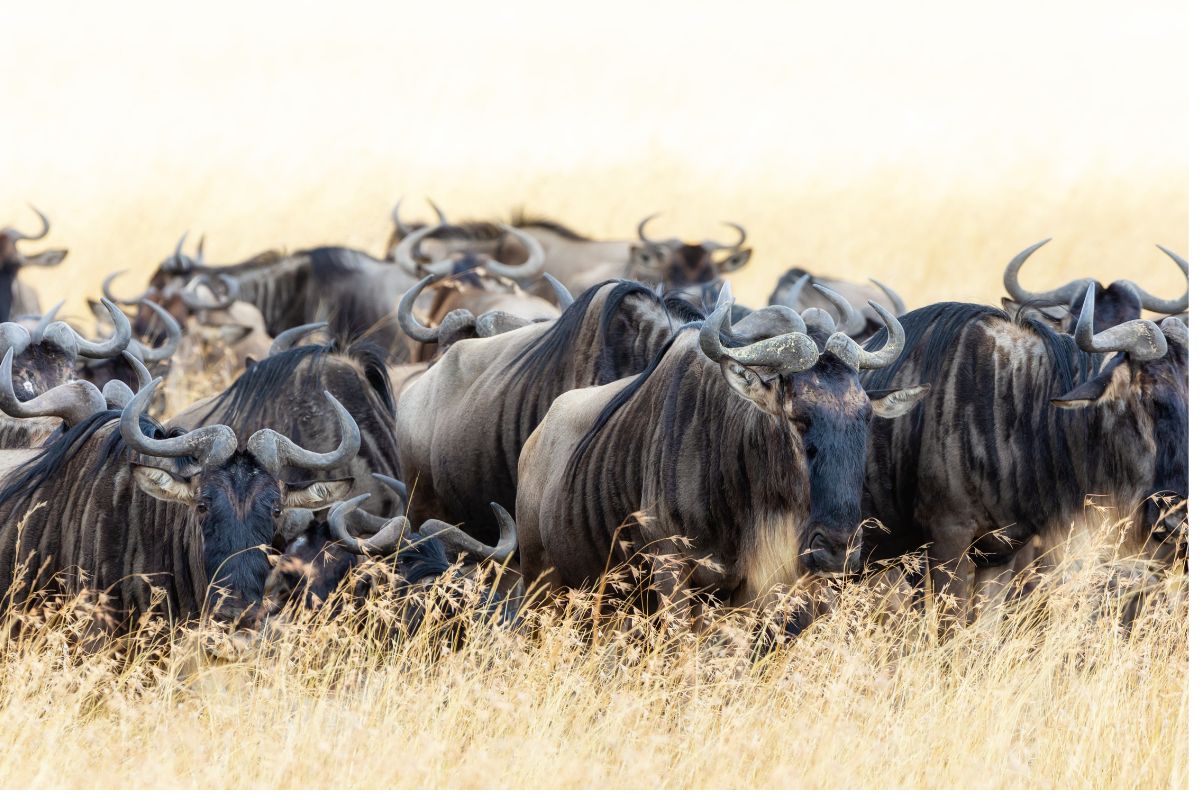 Maasai Mara Great Migration safari operator in Kenya