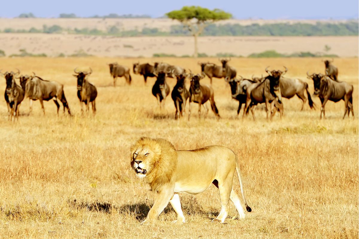 Maasai Mara Great Migration safari operator in Kenya