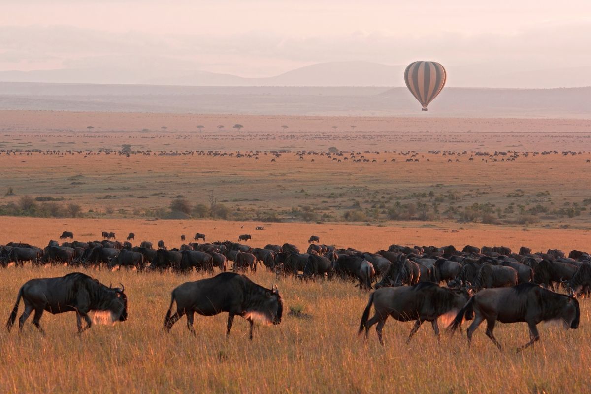 maasai mara great migration safari operator in kenya