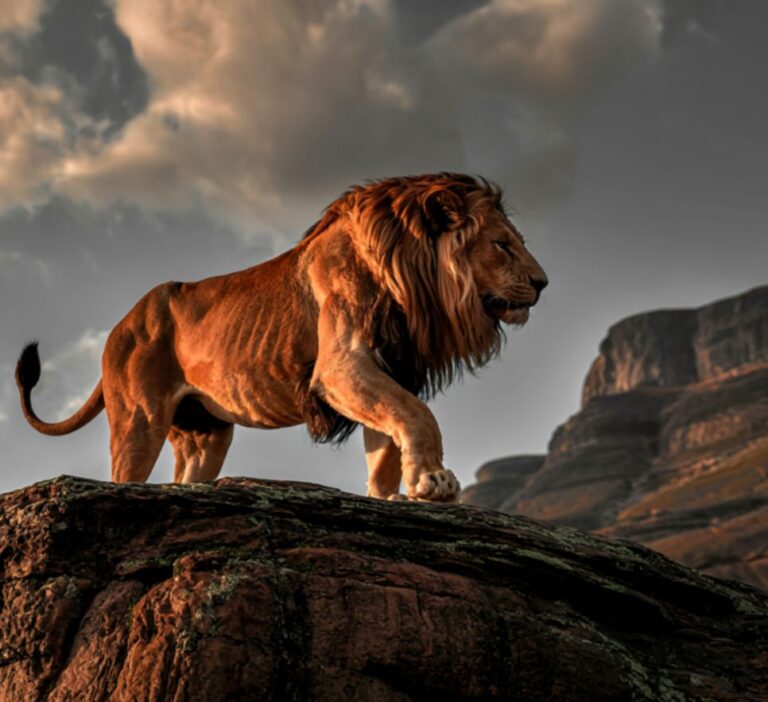 Best safari tour operator in Kenya
