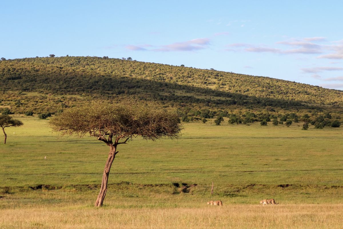 Maasai Mara Great Migration safari operator in Kenya