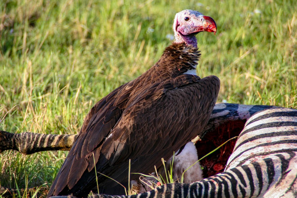 Maasai Mara Great Migration safari operator in Kenya