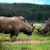 1-Day Lake Nakuru National Park Safari from Nairobi