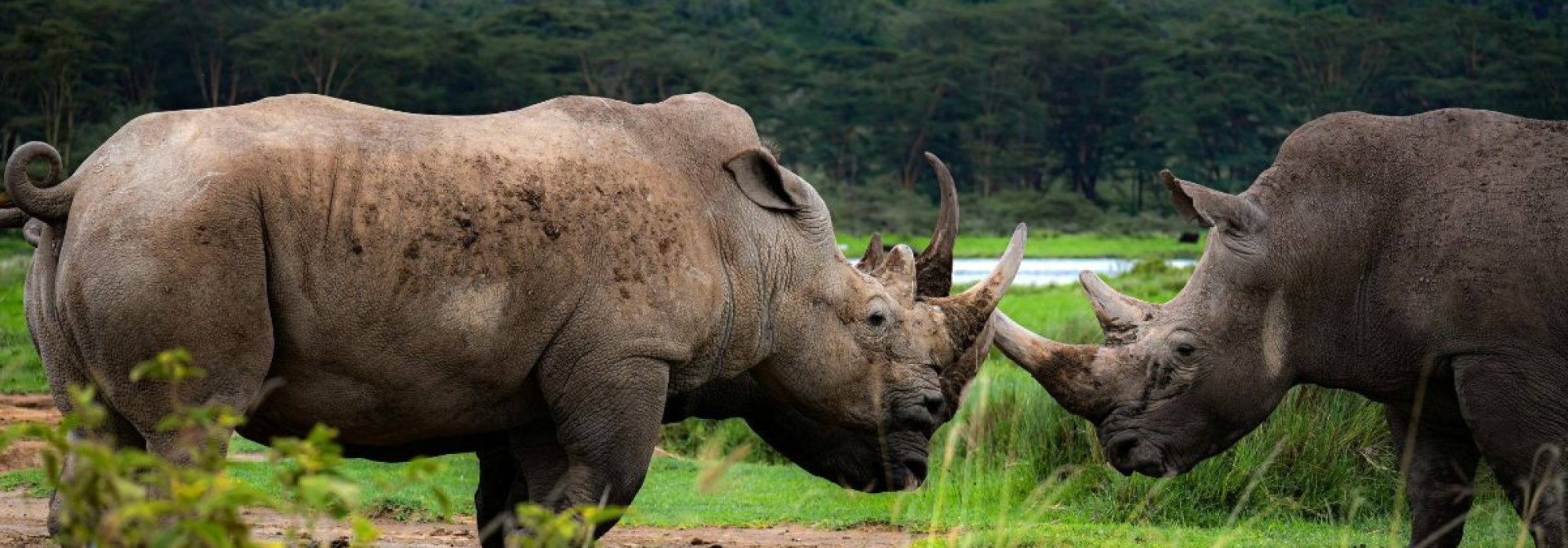 1-Day Lake Nakuru National Park Safari from Nairobi