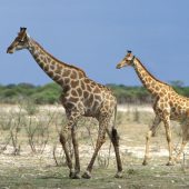 1-Day Lake Nakuru National Park Safari from Nairobi