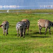 1-Day Lake Nakuru National Park Safari from Nairobi