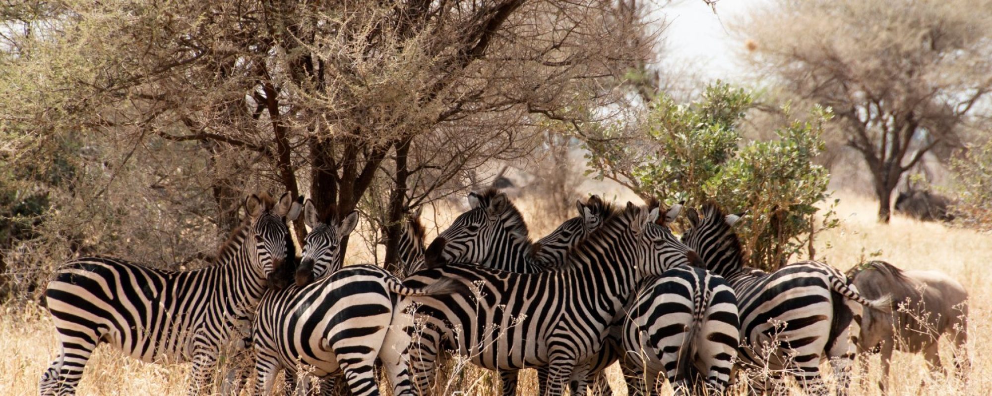 Samburu National Reserve
