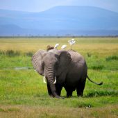 3 Days Amboseli National Park Safari Package