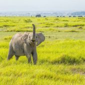 _3 Days Amboseli National Park Safari Package
