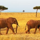 4 Days Masai Mara Wildlife Photography Safari