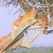 4 Days Masai Mara Wildlife Photography Safari