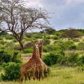 5 Days Kenya Safari Tour- Tsavo East National Park