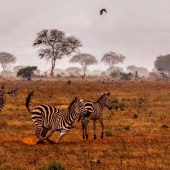5 Days Kenya Safari Tour- Tsavo East National Park