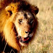 3 Days Maasai Mara Game Reserve Safari Package