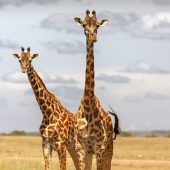 5 Days Kenya Wildlife Safari Package