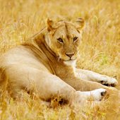 5 Days Kenya Wildlife Safari Package