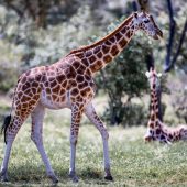 5 Days Kenya Wildlife Safari Package- Lake Nakuru National Park