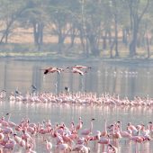 5 Days Kenya Wildlife Safari Package- Lake Nakuru National Park