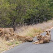 5 Days Kenya Wildlife Safari Package