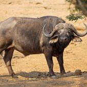 7 Day Big Five Kenya Safari Package