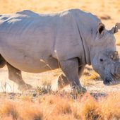 7 Day Big Five Kenya Safari Package