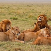 7 Day Big Five Kenya Safari Package