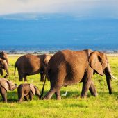 7 Day Big Five Kenya Safari Package