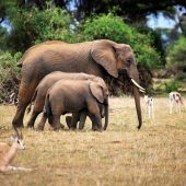 Amboseli National Park