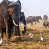 Amboseli National Park - Sparwild African Tours and Safaris
