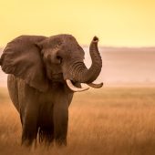 Tanzania Safari Package