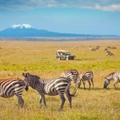 Amboseli National Park - Sparwild African Tours and Safaris