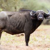 Animals to See in Nairobi National Park Safari Tour