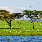 Lake Naivasha Wildlife